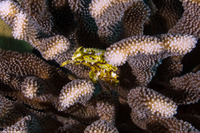 Taenianotus triacanthus (Leaf Scorpionfish)