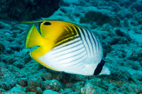 Chaetodon auriga (Threadfin Butterflyfish)