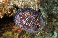 Arothron meleagris (Spotted Puffer)