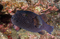 Arothron meleagris (Spotted Puffer)