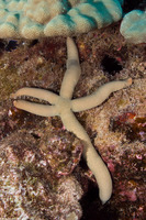 Linckia guildingi (Green Linckia)