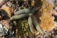 Linckia guildingi (Green Linckia)