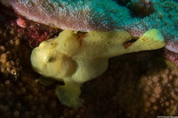 Antennarius commerson (Commerson's Frogfish)