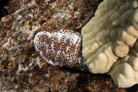 Actinopyga mauritiana (White-Spotted Sea Cucumber)