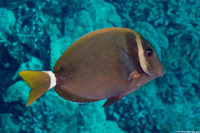 Acanthurus leucopareius (Whitebar Surgeonfish)