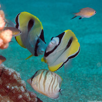 Chaetodon unimaculatus (Teardrop Butterflyfish)