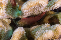 Exallias brevis (Spotted Coral Blenny)