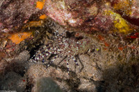 Saron marmoratus (Common Marbled Shrimp)