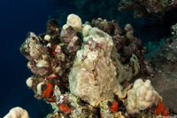 Antennarius commerson (Commerson's Frogfish)