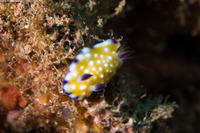 Goniobranchus vibratus (Trembling Nudibranch)