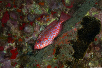 Heteropriacanthus cruentatus (Glasseye)