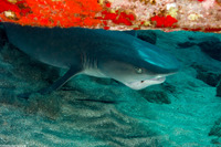Triaenodon obesus (Whitetip Reef Shark)