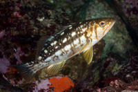 Paralabrax clathratus (Kelp Bass)