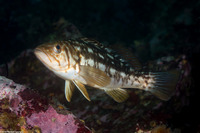 Paralabrax clathratus (Kelp Bass)