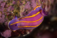 Felimida macfarlandi (MacFarland's Chromodorid)