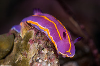 Felimida macfarlandi (MacFarland's Chromodorid)