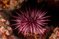 Mesocentrotus franciscanus (Red Sea Urchin)