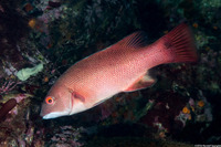 Semicossyphus pulcher (California Sheephead)