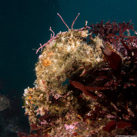 Loxorhynchus crispatus (Masking Crab)