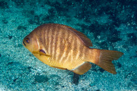 Embiotoca jacksoni (Black Perch)