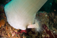 Metridium farcimen (White-Plumed Anemone)