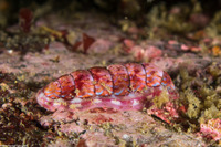Tonicella lineata (Blue Lined Chiton)