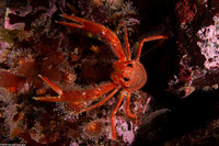 Pleuroncodes planipes (Pelagic Red Crab)