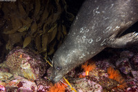 Phoca vitulina (Harbor Seal)