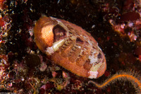 Lepidozona mertensii (Merten's Chiton)