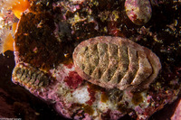 Lepidozona cooperi (Cooper's Chiton)