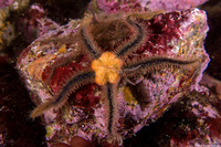 Ophiothrix spiculata (Spiny Brittle Star)