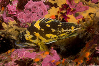 Sebastes chrysomelas (Black-and-Yellow Rockfish)