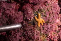 Henricia leviuscula (Blood Star)