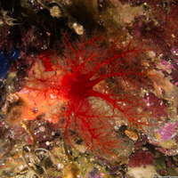 Psolus chitonoides (Slipper Sea Cucumber)