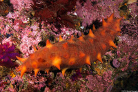 Parastichopus californicus (California Sea Cucumber)