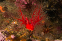 Psolus chitonoides (Slipper Sea Cucumber)