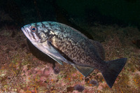 Sebastes mystinus (Blue Rockfish)