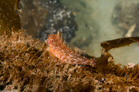 Rathbunella alleni (Stripefin Ronquil)