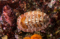 Lepidozona mertensii (Merten's Chiton)