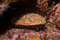 Haliotis rufescens (Red Abalone)