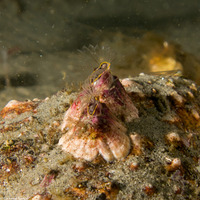 Menesiniella aquila (Menesiniella Aquila)