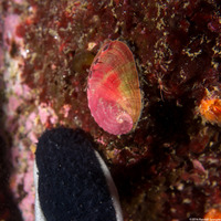 Haliotis walallensis (Flat Abalone)