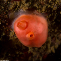 Cnemidocarpa finmarkiensis (Shiny Orange Sea Squirt)