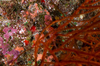 Oxycirrhites typus (Longnose Hawkfish)