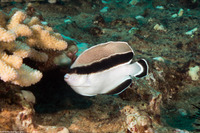 Apolemichthys arcuatus (Bandit Angelfish)