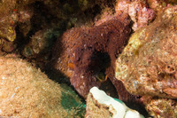 Octopus cyanea (Day Octopus)