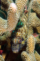 Cirrhitus pinnulatus (Stocky Hawkfish)