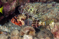 Pterois sphex (Hawaiian Red Lionfish)