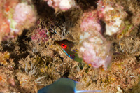 Pseudocheilinus tetrataenia (Fourline Wrasse)