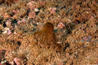 Spheciospongia vagabunda (Vagabond Boring Sponge)